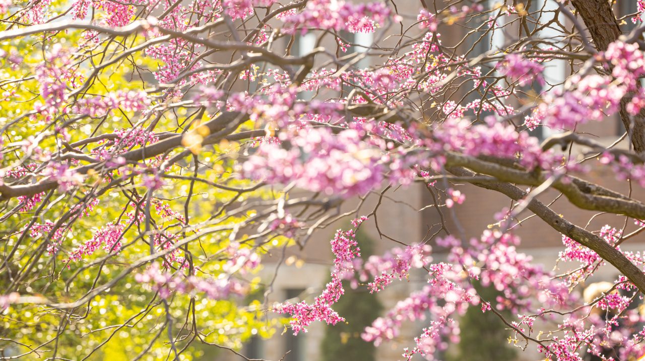 Spring blooms appear on trees around the Lake Shore Campus