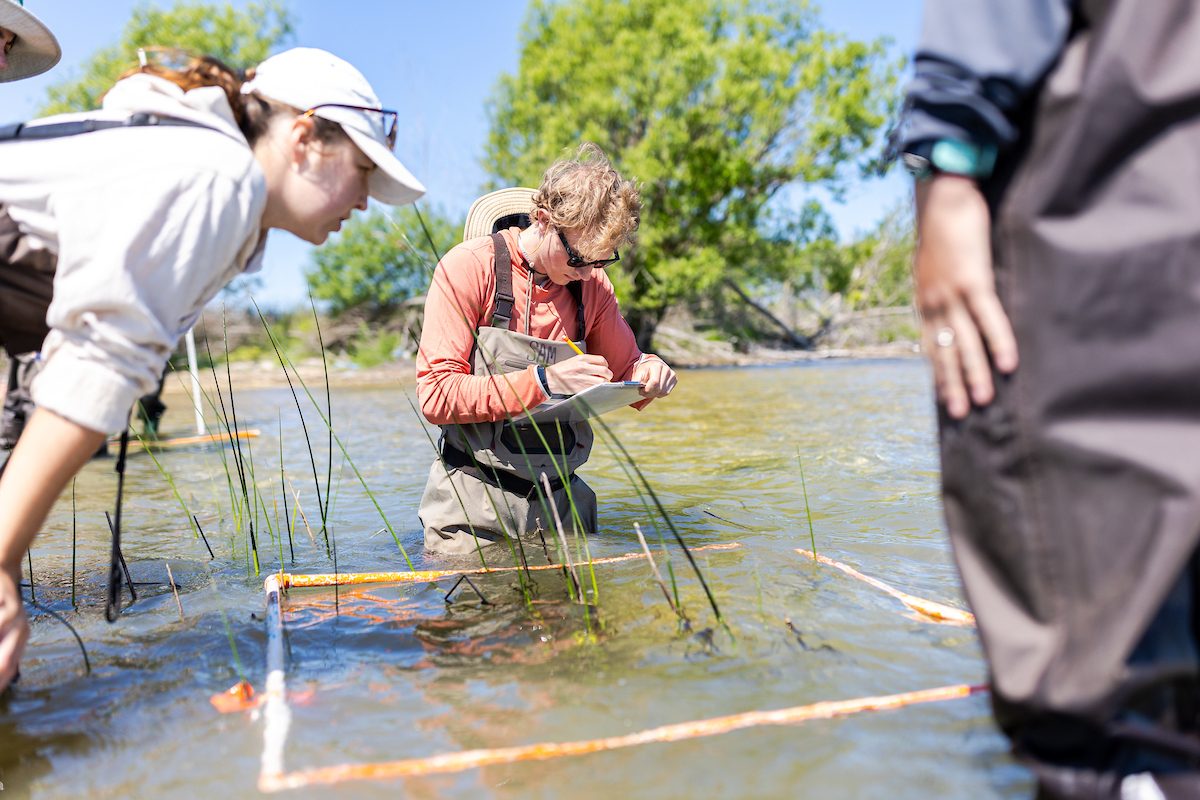A group of Loyola University Chicago researchers stand in a marsh and inspect plants