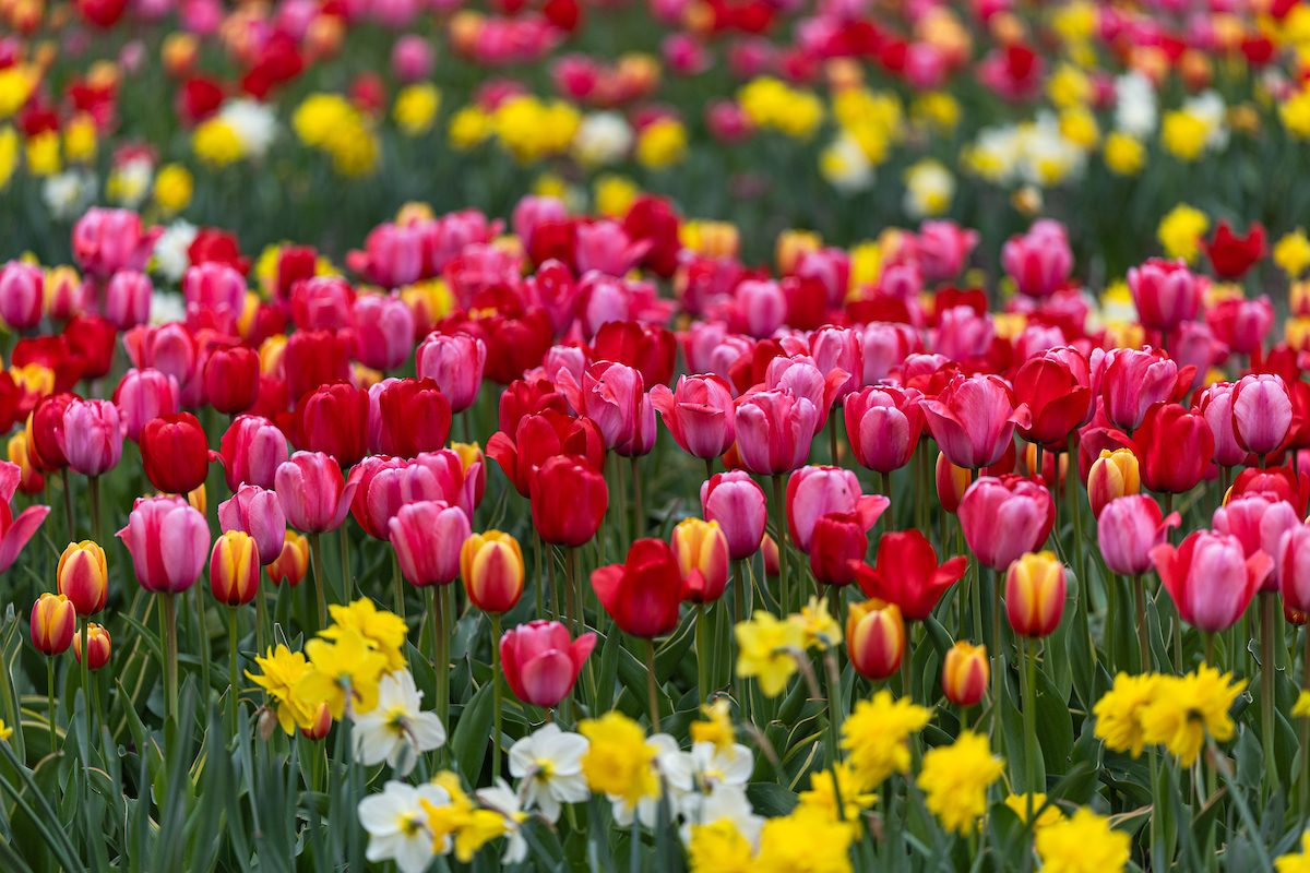 Spring colors come alive on the Lake Shore Campus during finals week, April 23, 2024 .(Photo: Lukas Keapproth) Tulips in pinks, reds, and yellows bloom on Loyola University Chicago's campus