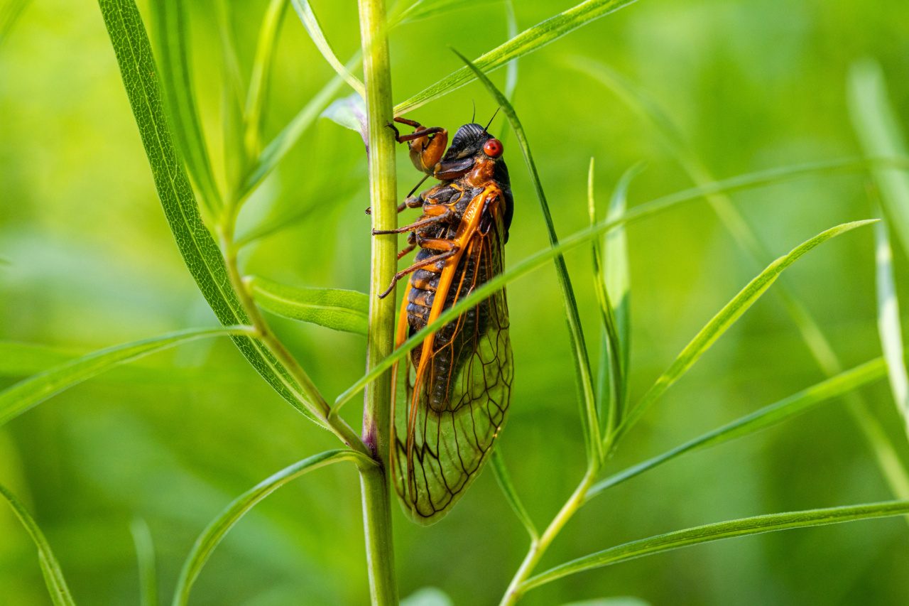 A cicada clings to a stem of tall green grass.