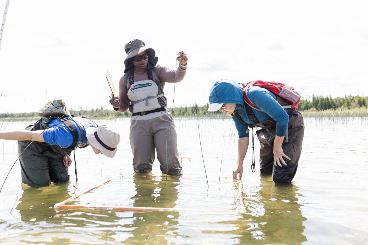 Three Loyola University Chicago students wearing waders stand in knee-deep water and observe at aquatic plants