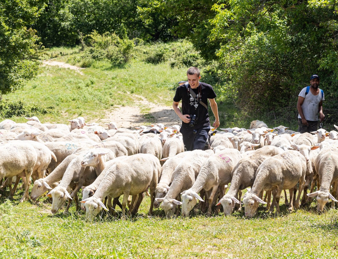 A Loyola University Chicago student carries a camera as he walks through a herd of sheep in a hilly landscape