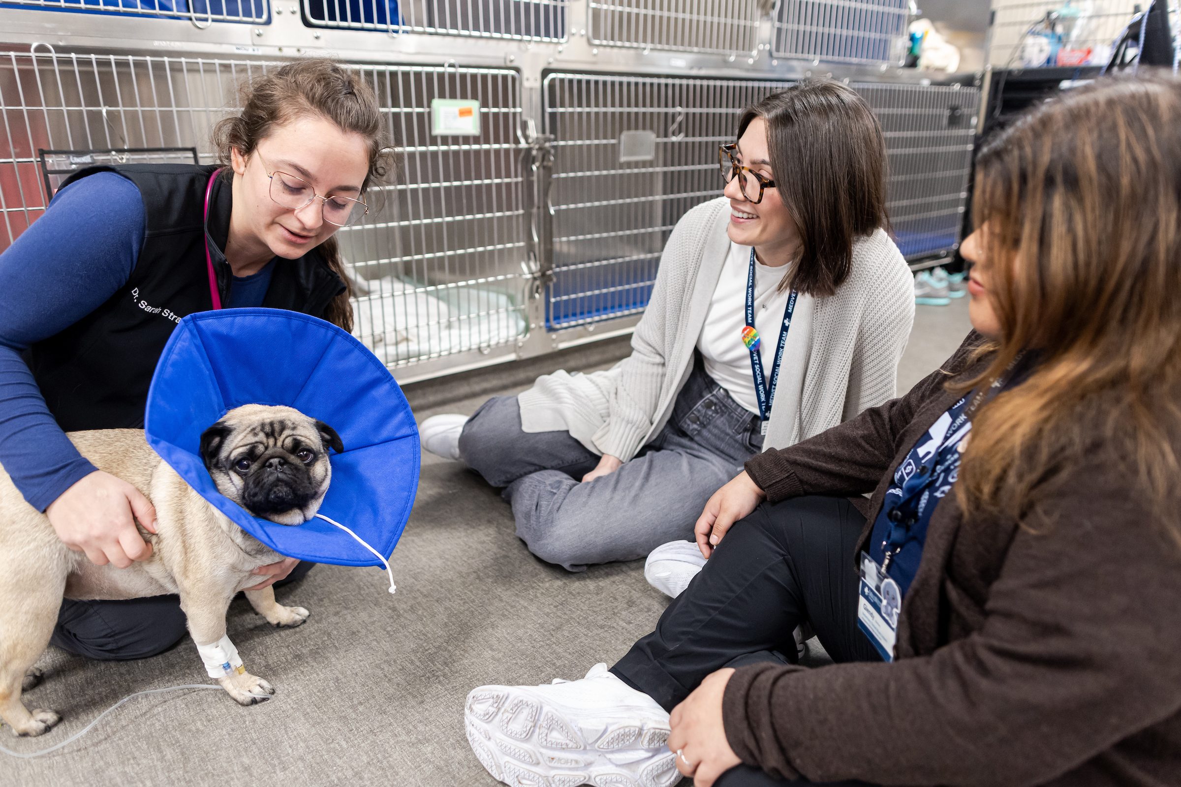 Why Would My Pet Need to See a Veterinary Internal Medicine Specialist? |  MissionVet Specialty \u0026 Emergency, image size:2400x1600