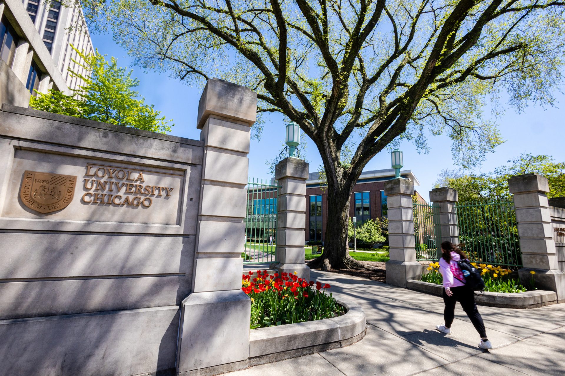 Sun shines through a tree on a spring day as a student walks through the entrance of Loyola University Chicago's Lake Shore Campus.