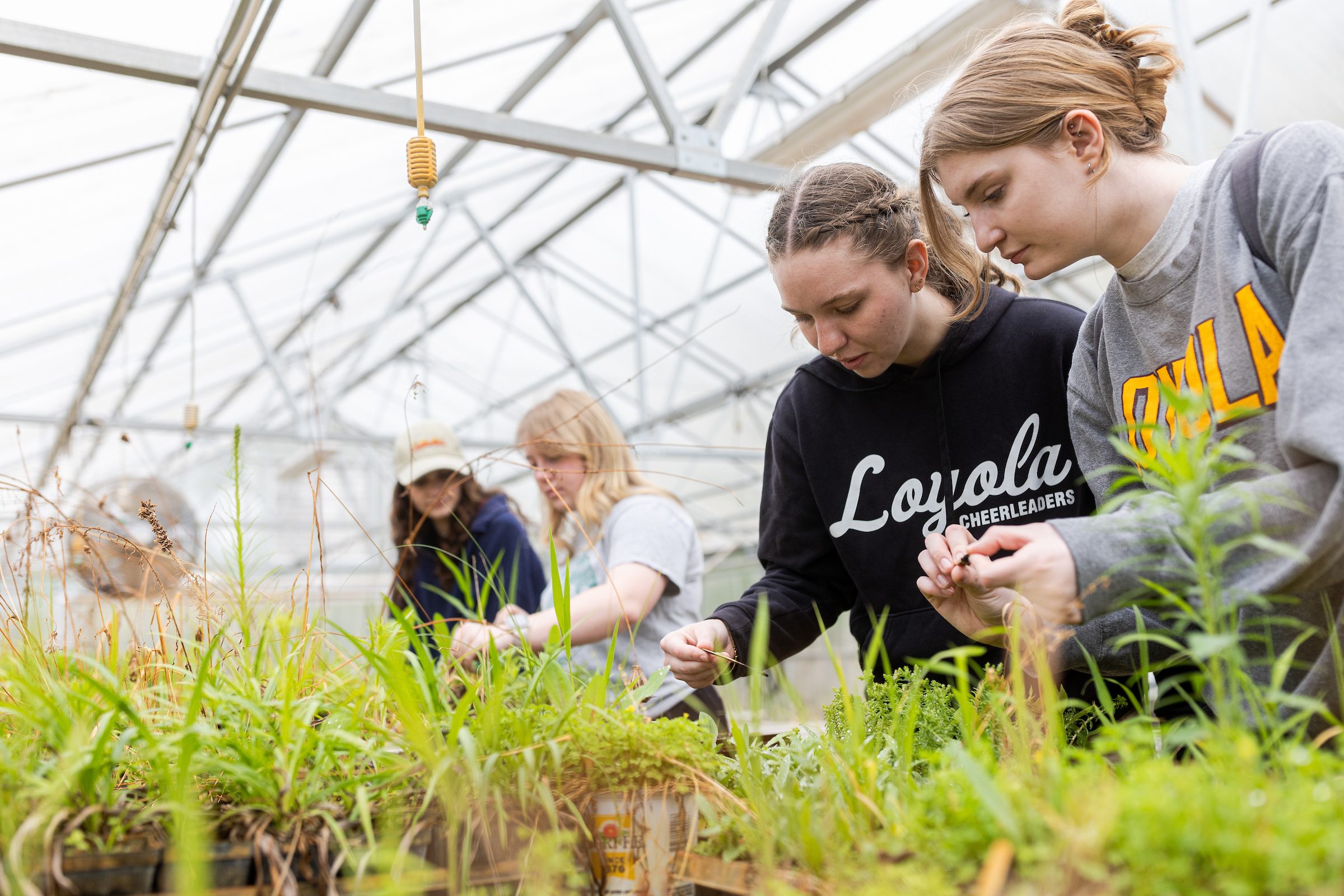 Loyola University Chicago School of Environmental Sustainability students prune plants in the greenhouse at the LUREC campus on May 27, 2025.