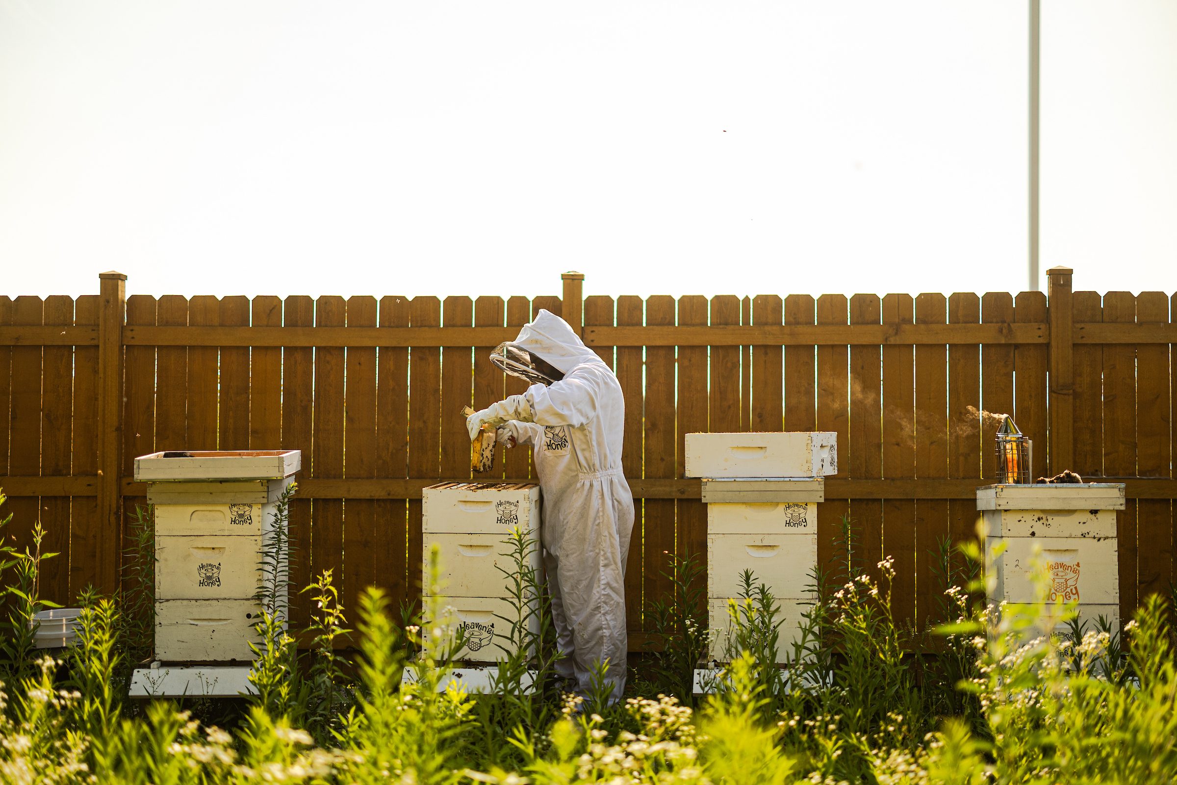 Abdullah Motiwala cares for one of his bee colonies in Skokie, which supplies honey for his business, Heaven's Honey.