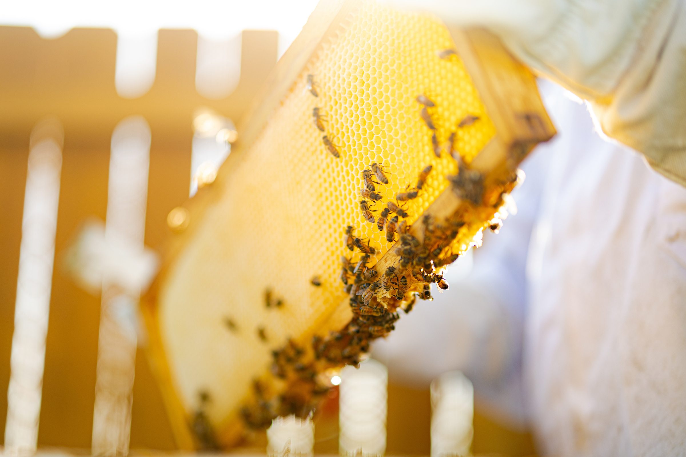 Heaven's Honey operates as a co-op of beekeepers producing honey used in 250 restaurants in the Chicago area, as well as Jewel-Osco and Meijer stores. The company is also selling its honey direct to customers on its website, in addition to working with the Chicago Bears, the Chicago Fire, and a number of universities.