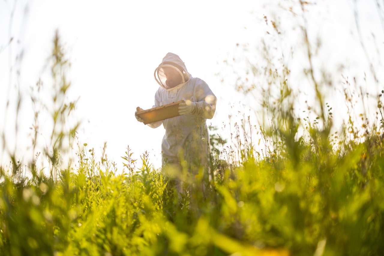 A man carries bees attached to honeycomb from a beehive through a grassy area outdoors