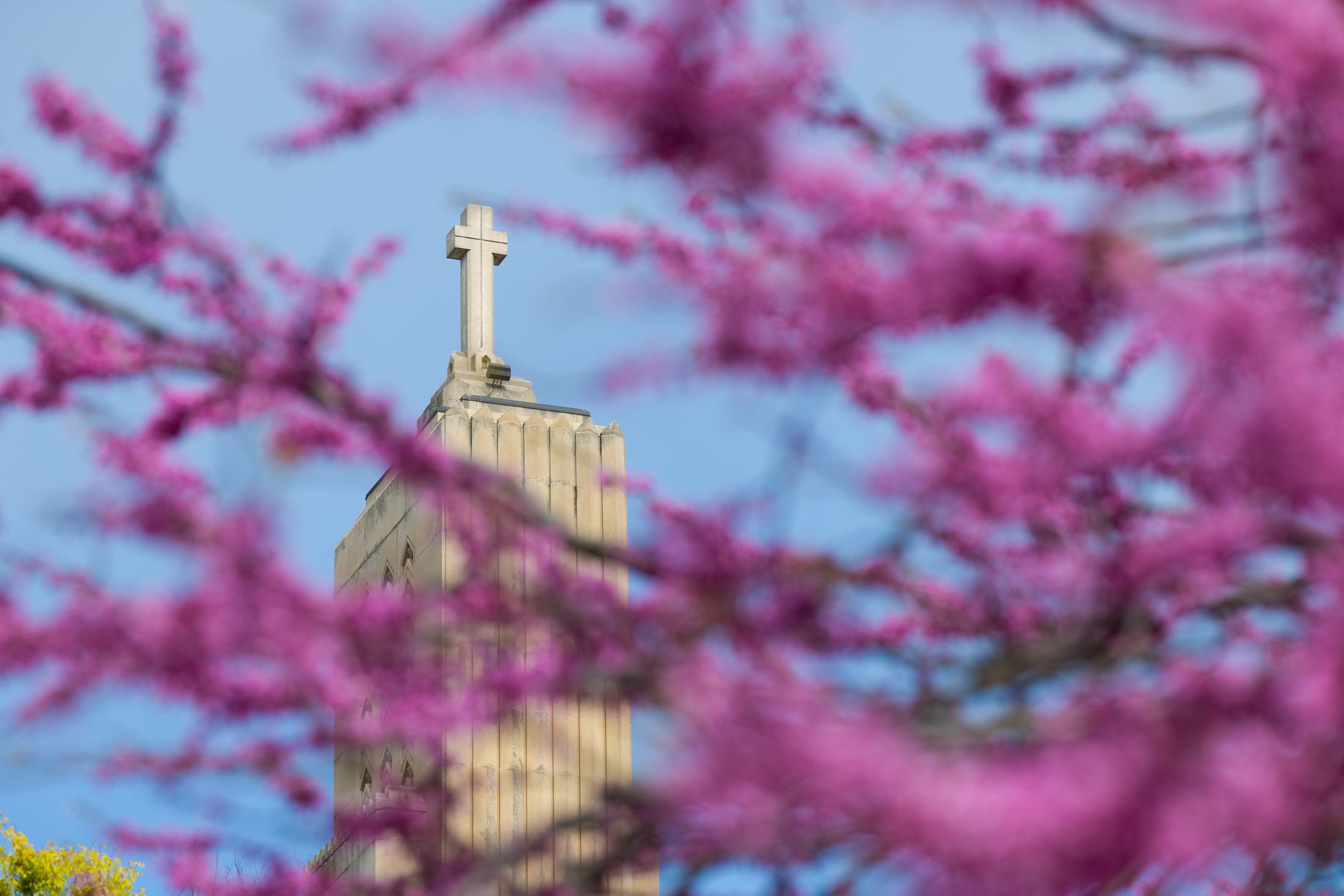 The tower of the Madonna della Strada chapel visible between the branches of a blooming redbud.