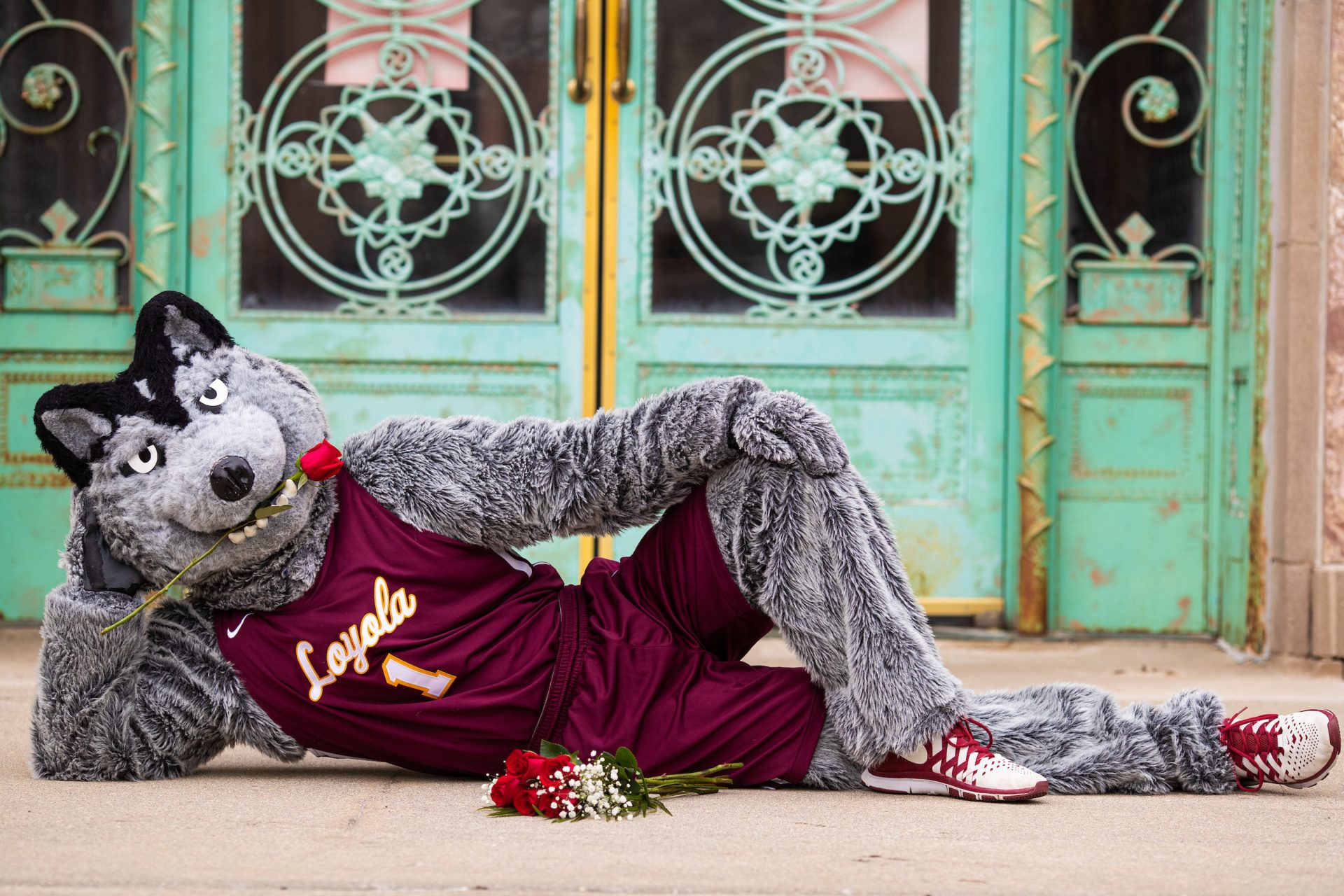 Loyola University Chicago mascot LU Wolf poses with roses for Valentine's Day.