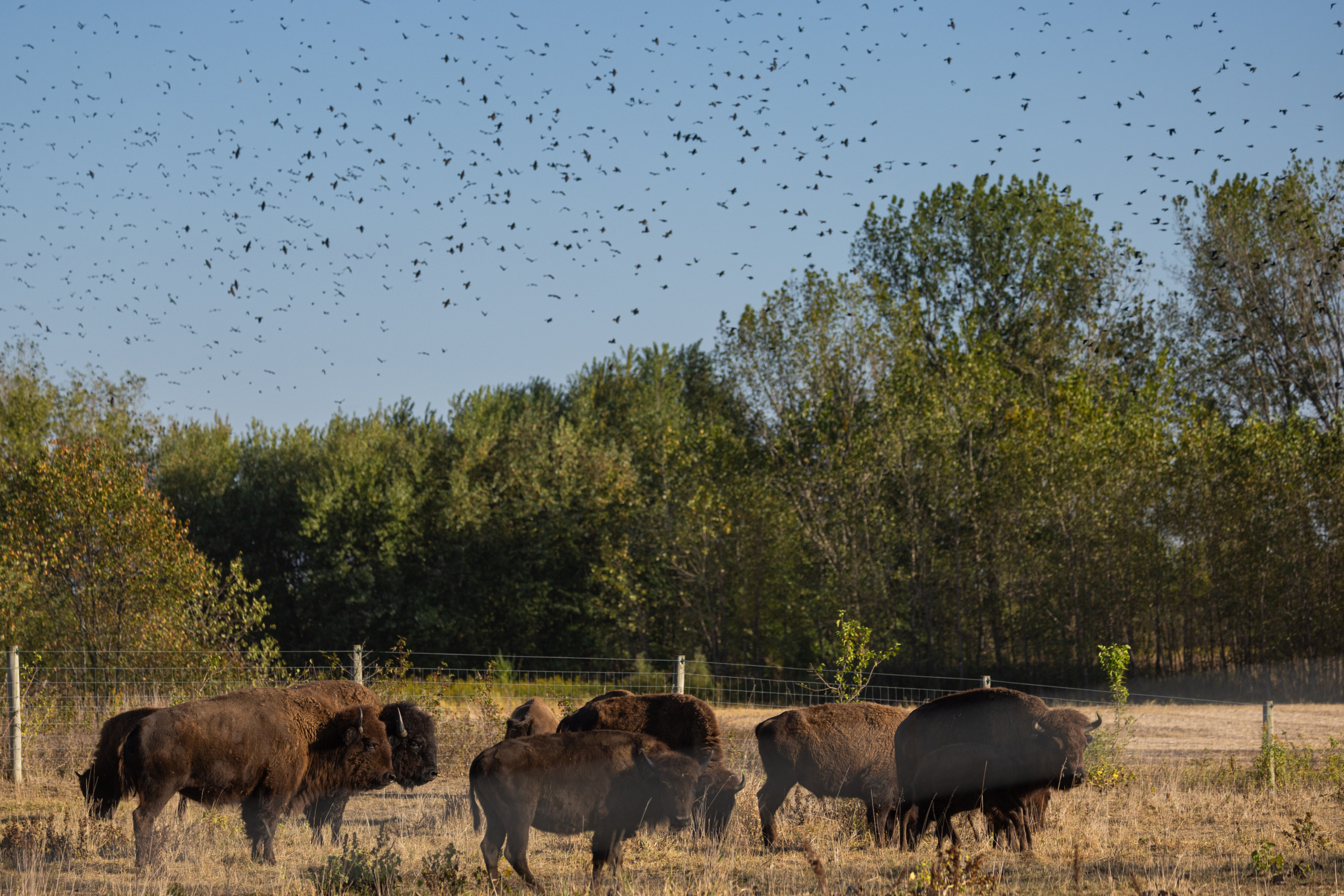 As the bison roam from pasture to pasture, they forage on prairie plants, like big bluestem and wood grass, that provide nourishment. In return, the bison’s grazing improves the soil and promotes ecological diversity.