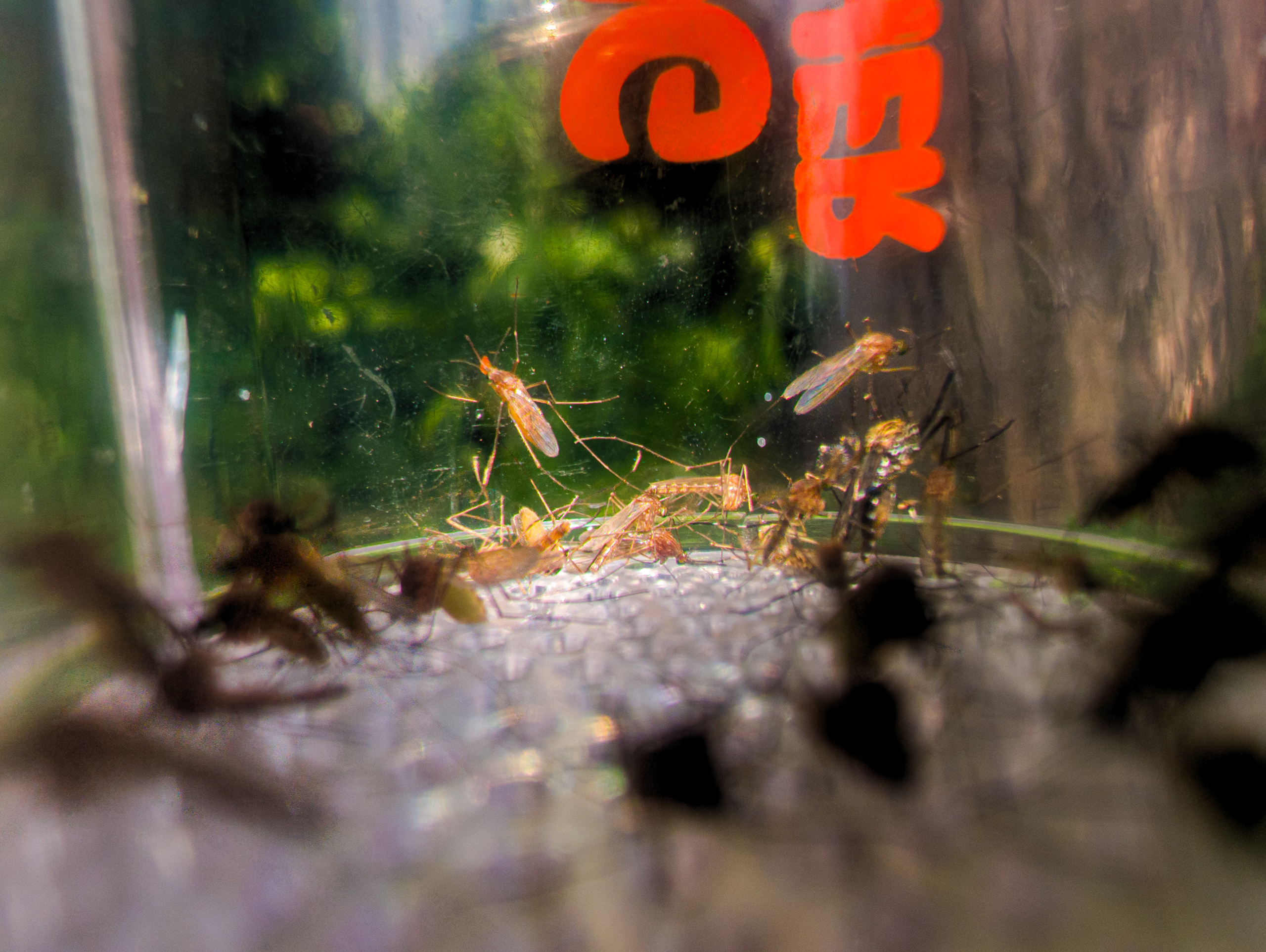 Several mosquitos buzz in the canister of a bug catcher. Associate Professor Justin Harbison captures mosquitos to test for West Nile virus and other diseases.